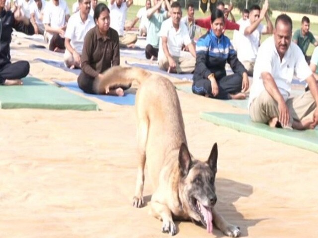 Yoga Day 2023: हाड़ कंपा देने वाली ठंड के बीच जवानों ने किया योग