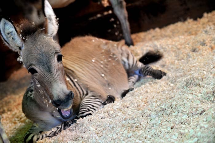 Meet the Zonkey: A hybrid of a zebra and a donkey