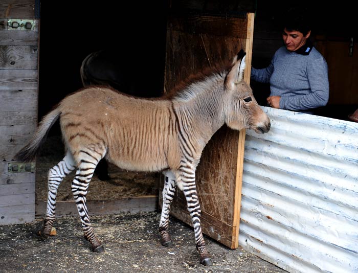 Meet the Zonkey: A hybrid of a zebra and a donkey