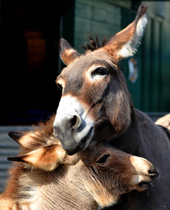 Meet the Zonkey: A hybrid of a zebra and a donkey