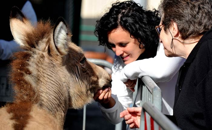 Meet the Zonkey: A hybrid of a zebra and a donkey