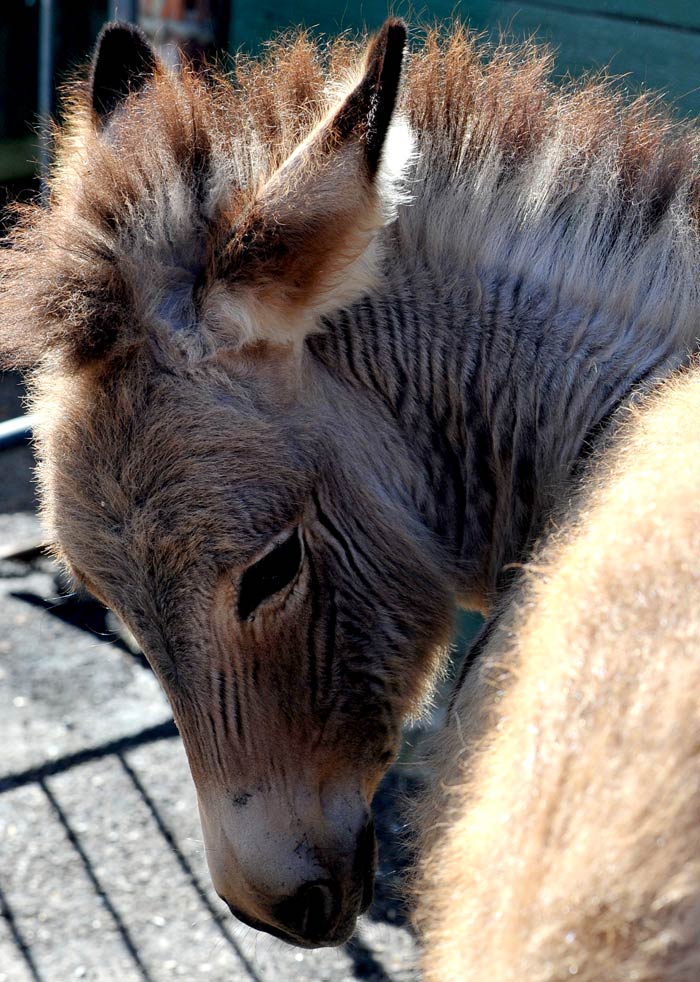 Meet the Zonkey: A hybrid of a zebra and a donkey