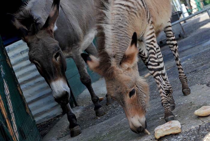 Meet the Zonkey: A hybrid of a zebra and a donkey