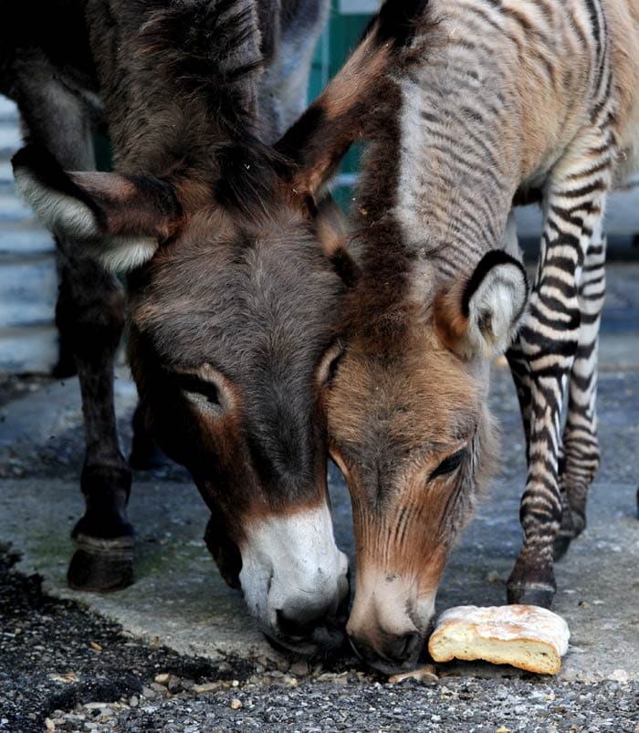 Meet the Zonkey: A hybrid of a zebra and a donkey