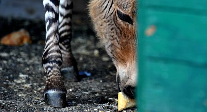 Meet the Zonkey: A hybrid of a zebra and a donkey