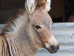 Photo : Meet the Zonkey: A hybrid of a zebra and a donkey
