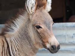 Meet the Zonkey: A hybrid of a zebra and a donkey