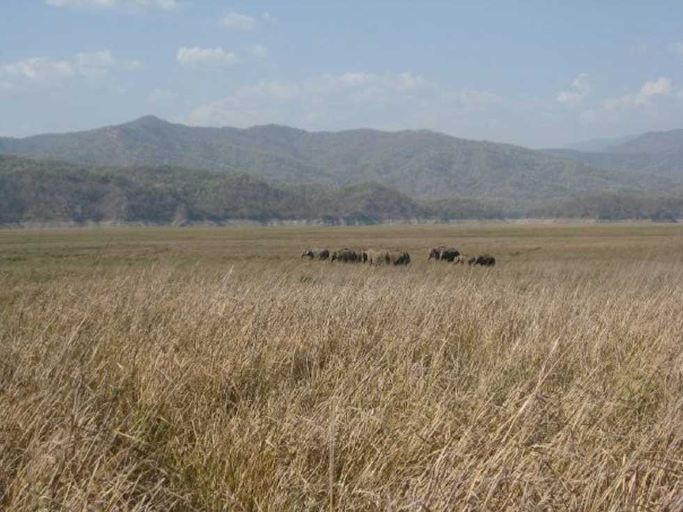 Then at a distance, we saw something move behind the grass