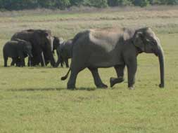 A jungle safari A jungle safari