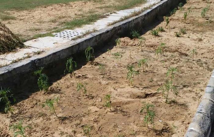 Sehwag International School organised a green drive in which the students of the school planted 50 saplings in the school itself.