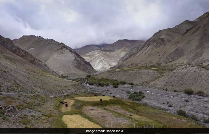 In Pics: Search For The Elusive Snow Leopard In Ladakh