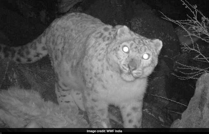 In Pics: Search For The Elusive Snow Leopard In Ladakh