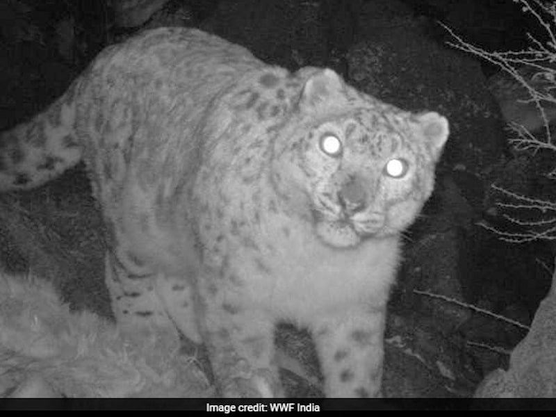 Photo : In Pics: Search For The Elusive Snow Leopard In Ladakh