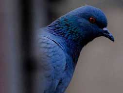 Evolution: from pigeon post to IM Evolution: from pigeon post to IM