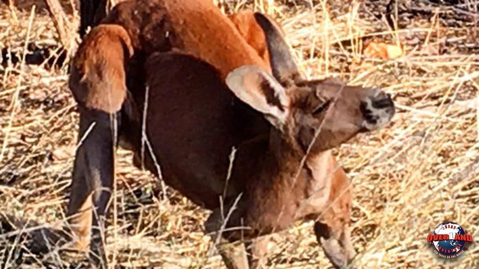 Discover Alice Springs, One Of Australia's Most Famous Outback Towns