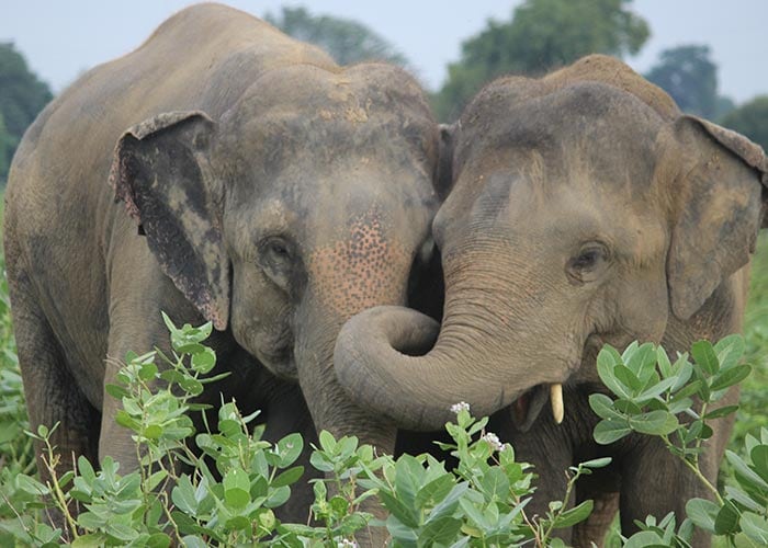Why Elephants Should Be Freed From A Life Of Captivity
