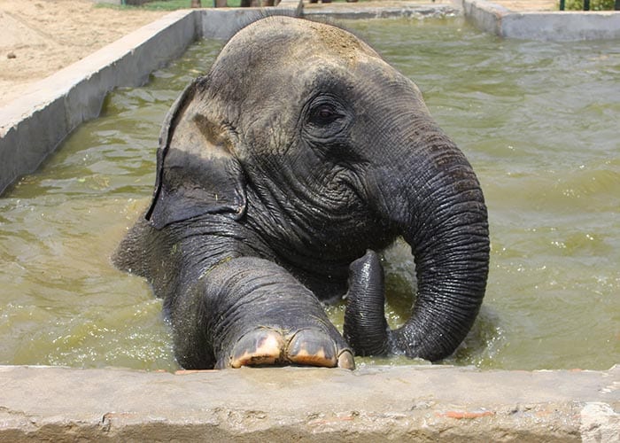 Why Elephants Should Be Freed From A Life Of Captivity