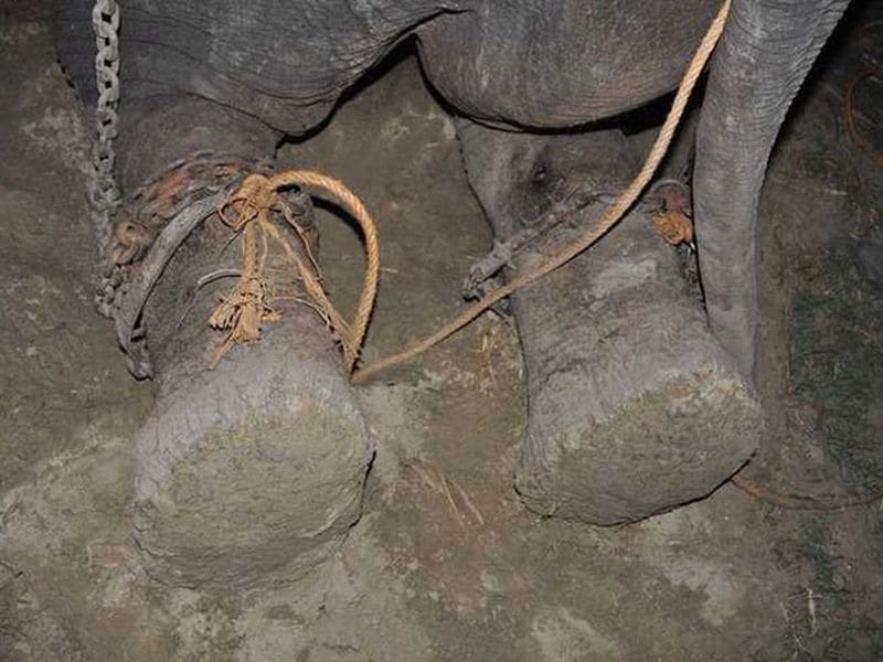 Photo : Why Elephants Should Be Freed From A Life Of Captivity