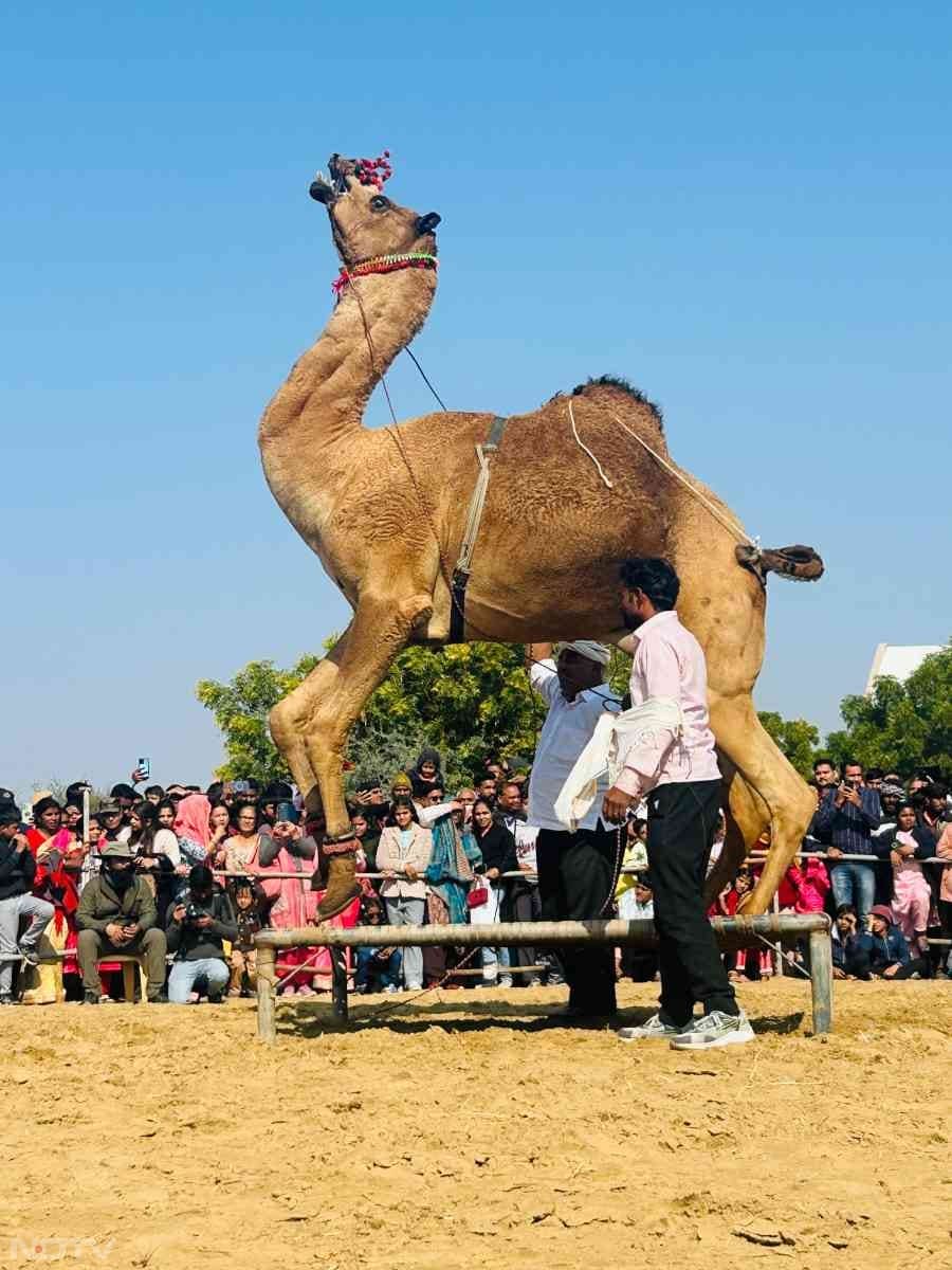 राजस्थानी लोक धुन पर ऊंटों ने ऊंची छलांगे लगाना और कभी डांस करना सबके लिए एक आकर्षण का केंद्र रहा.