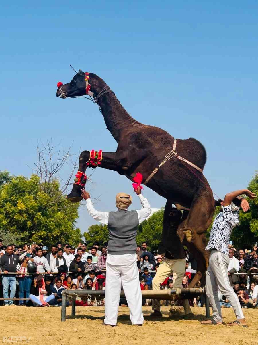 खाट पर ऊंट का डांस... बीकानेर कैमल फेस्टिवल की रंग-बिरंगी तस्वीरें देख रह जाएंगे हैरान, See Pics