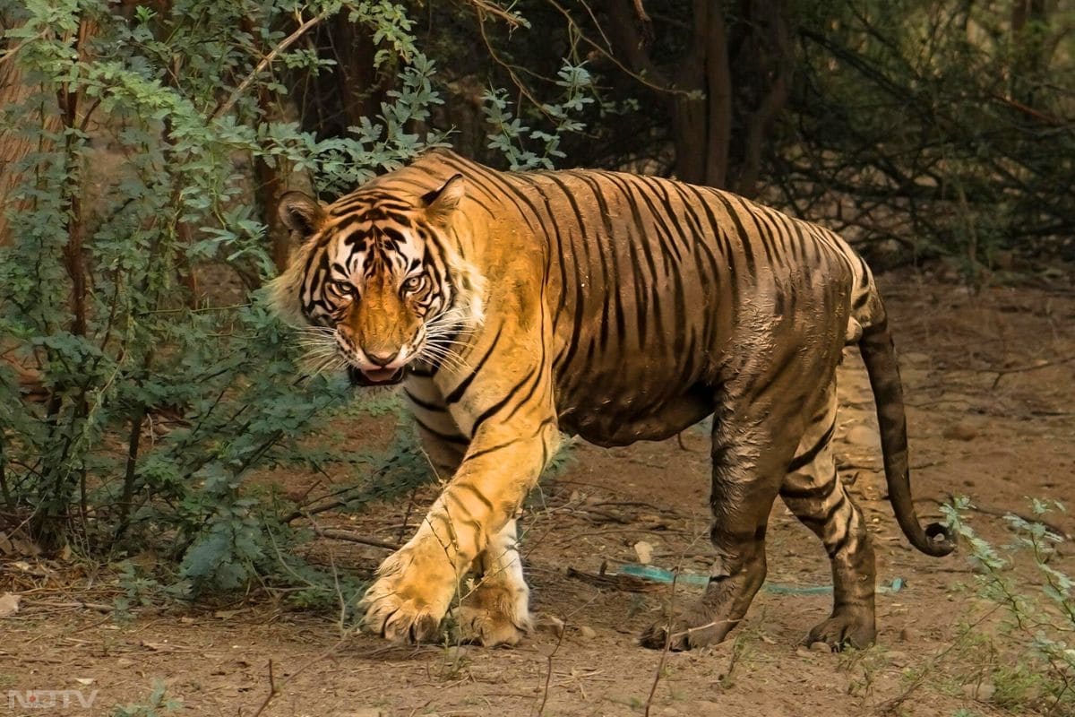 अगर आप प्रकृति और जानवरों के बीच नया साल मनाना चाहते हैं तो आप सरिस्का जा सकते हैं. वन्यजीवों का आनंद लेने के लिए आपको यहां जरूर जाना चाहिए. आप यहां पार्टी भी कर सकते हैं. जंगल घूमने के लिए यह सबसे अच्छी जगह है. आपको अपने परिवार और दोस्तों के साथ यहां जरूर जाना चाहिए. (Credit: pexels)