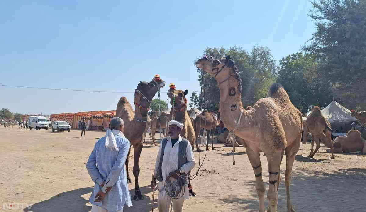 विषेश प्रशिक्षण लेकर आए ऊंटों ने इस प्रतियोगिता में अपना करतब दिखाया.