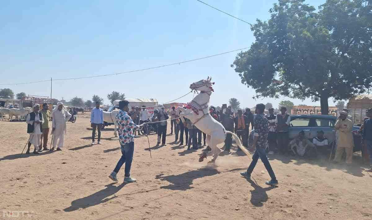 रामदेव पशु मेले में घोड़े ने करतब दिखाकर सबको हैरान कर दिया, इस दौरान घोड़े के ट्रेनर ने खुले मैदान में उसे 2 पैरों पर खड़ा कर दिया.