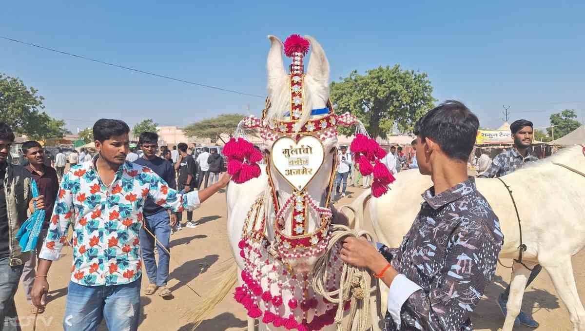 रामदेव पशु मेले में शामिल होने वाले लोगों के लिए यह कोई उत्सव से कम नहीं है, इसमें सभी पशु प्रेमी अपने पशुओं को दुल्हन की तरह सजाकर भी लाते हैं.