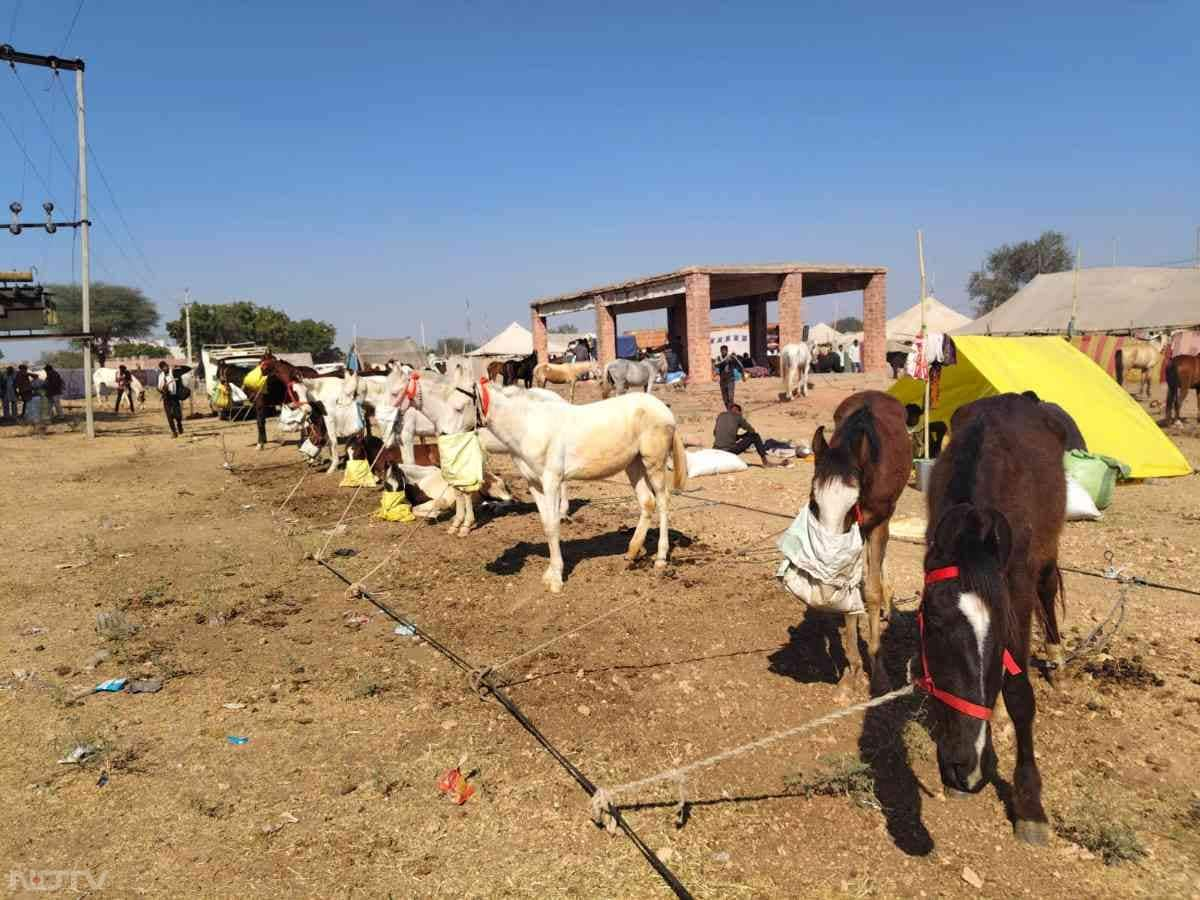 पशु मेले में घोड़ों के लिए बनाया गया अस्तबल, जहां दूर-दराज से आए घोड़ों को बांधा जाता है.