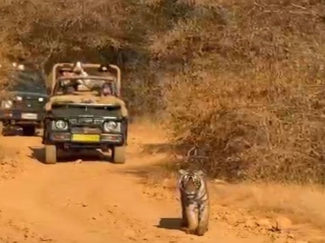 प्रियंका गांधी के बेटे रिहान ने शेयर की रणथंभौर 'क्वीन' की फोटो, देखें तस्वीरें