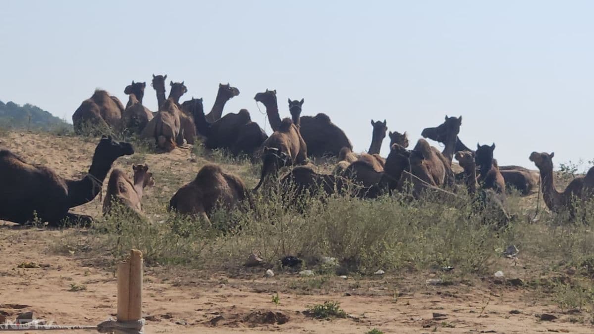 इठलाते ऊंट, विदेशी सैलानियों की भीड़, शंखनाद की गूंज... तस्वीरों में देखें पुष्कर मेला 2025 की रौनक