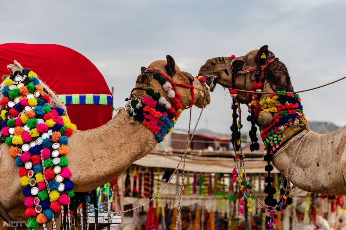 प्रसिद्ध नगाड़ा वादक नाथू लाल सोलंकी ने अपने नगाड़ों की गूंज से सजीले ऊंटों को खाट पर नाचने को मजबूर कर दिया.  कभी ऊंट दो टांगों को ऊंचा कर करतब दिखाते नजर आए तो कभी खाट पर बैठकर गजब की मस्ती करते नजर आए .