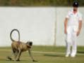 Photo : Images of the day: Langur in tour game, team India practices