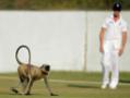 Images of the day: Langur in tour game, team India practices Images of the day: Langur in tour game, team India practices