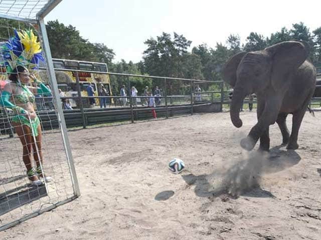 Photo : FIFA World Cup: Nelly, the fortune-telling Elephant