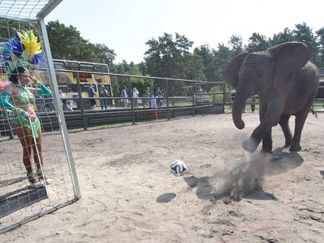 FIFA World Cup: Nelly, the fortune-telling Elephant
