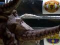 Octopus tips Man United to beat Barcelona Octopus tips Man United to beat Barcelona