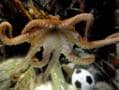 Photo : Euro 2012: 'Psychic' animals hog headlines
