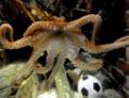 Euro 2012: 'Psychic' animals hog headlines