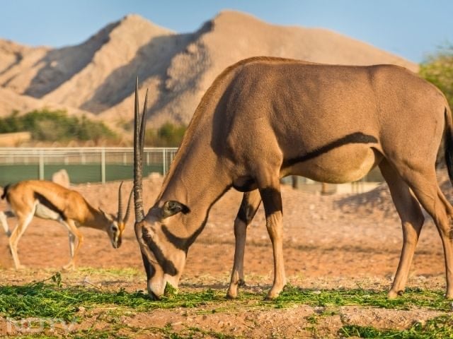 Al Ain Zoo: Explore Al Ain Zoo's 4,000 animals, enjoy giraffe feedings, camel rides, and see exotic species like the Arabian oryx.
Opening Hours: 9:00 AM - 6:00 PM
Cost: AED 30 for adults, AED 10 for children