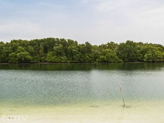 Mangrove National Park: Escape to Mangrove National Park's biodiversity, exploring salt marshes and mudflats through kayaking or guided tours.
Opening Hours: 10:00 AM - 12:00 AM