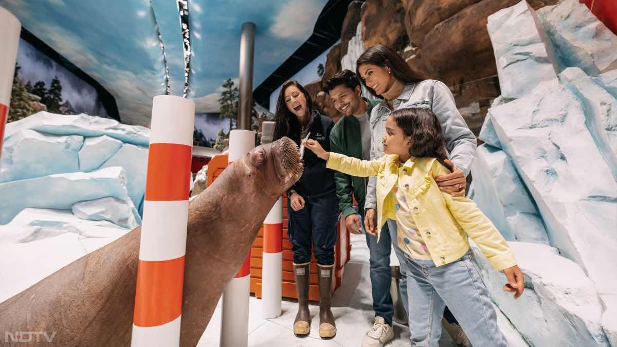 Abu Dhabi SeaWorld: Dive into a marine wonderland at Abu Dhabi SeaWorld, exploring interactive exhibits and thrilling aquatic shows.
Opening Hours: 10:00 AM - 6:00 PM