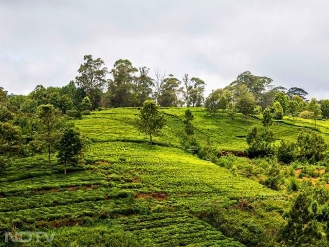 6. Coonoor, Tamil Nadu
Coonoor is quieter than Ooty but just as beautiful, with tea estates and Sim's Park adding to its charm. It is perfect for slow mornings, garden strolls, and mountain air.