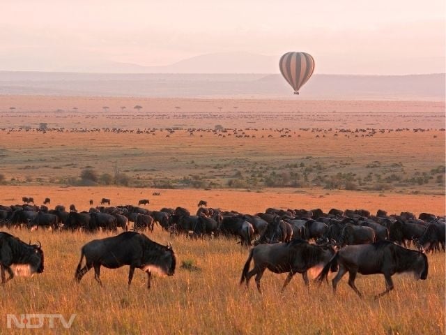 1. Maasai Mara National Reserve, Kenya: Kenya's Maasai Mara hosts lions, cheetahs, elephants, and the iconic wildebeest migration. Cultural interactions with the Maasai enrich every visit, adding depth to the wildlife experience.