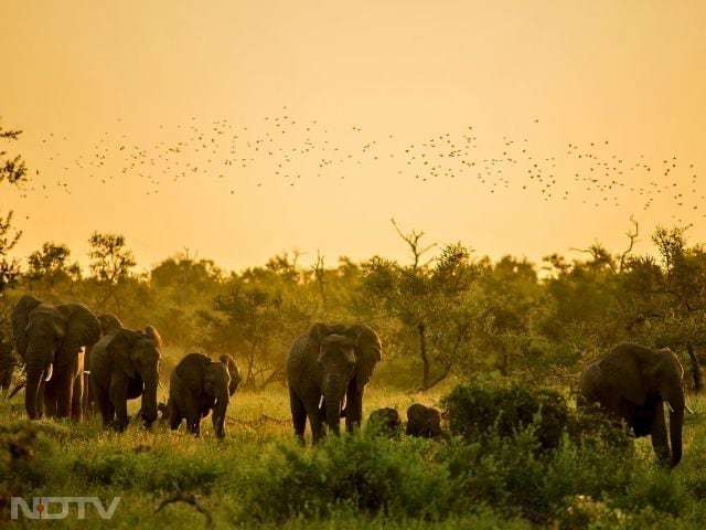 2. Kruger National Park, South Africa: Spanning 19,000 square kilometres, Kruger offers accessible adventures with lodges and roads. Visitors can spot rhinos, hippos, and leopards roaming freely in their natural habitats.