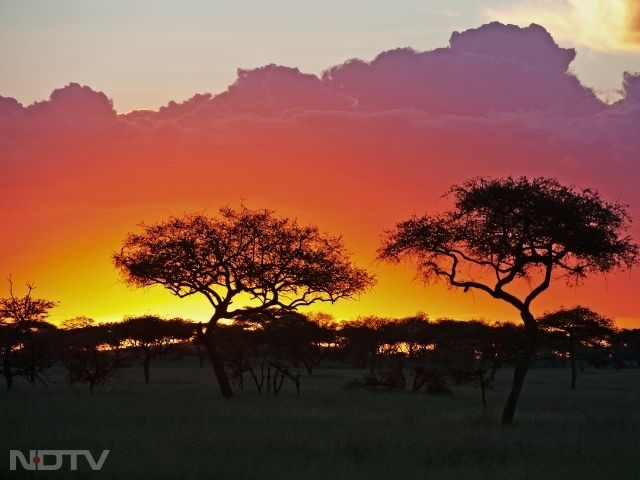 3. Serengeti National Park, Tanzania: Serengeti's endless plains are home to dramatic wildlife encounters. Predators chase grazing herds, creating continuous action and unforgettable sights for safari enthusiasts.