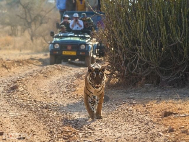 5. Ranthambore National Park, India: Ranthambore combines historic forts with lush forests, perfect for spotting Bengal tigers. Leopards, bears, and a variety of birds make it a haven for wildlife enthusiasts.