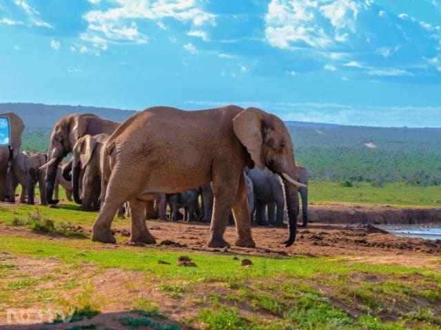 7. Addo Elephant National Park, South Africa: Addo offers close encounters with elephants in a malaria-free environment. Visitors can also see lions, buffalo, and rare antelope, with coastal areas for marine exploration.