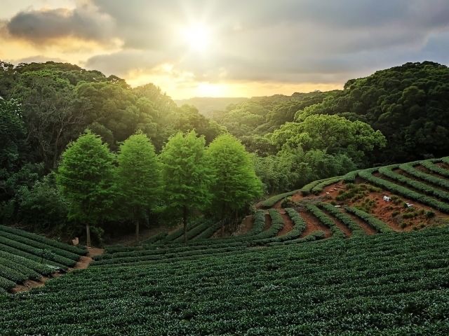 8 Tea Estates In India That Serve Views As Strong As Their Chai
