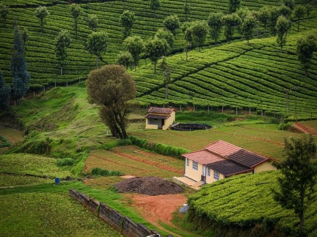 Halmari Tea Estate, Assam:
Set in Assam's lush Brahmaputra valley, Halmari has been crafting full-bodied CTC and Orthodox teas for over 100 years. Its legacy continues to shape India's tea culture.